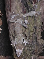 Uroplatus