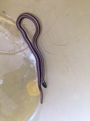 Phalotris lemniscatus