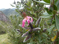 Barnadesia polyacantha