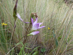 Gentianella ernestii