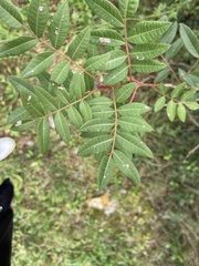 Pistacia × saportae