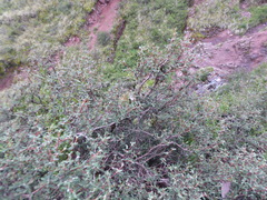 Polylepis microphylla