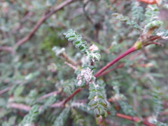Polylepis microphylla