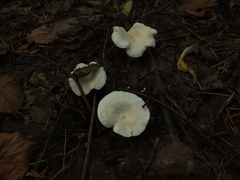 Clitocybe dealbata