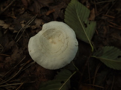 Clitocybe dealbata