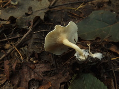 Clitocybe dealbata