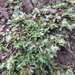 Paronychia ellenbergi - Photo (c) danplant,  זכויות יוצרים חלקיות (CC BY-NC), הועלה על ידי danplant