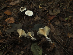 Clitocybe dealbata