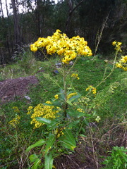 Culcitium herrerae