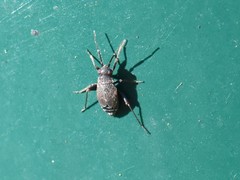 Chlamydatus evanescens