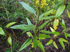 Culcitium herrerae