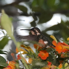 Chaetocercus astreans