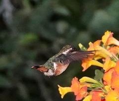 Chaetocercus astreans