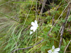 Arenaria soratensis
