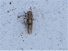 Linnavuoriana decempunctata