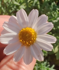 Argyranthemum frutescens succulentum