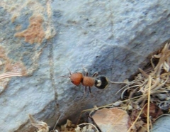 Mutilla quinquemaculata