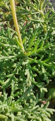 Argyranthemum frutescens succulentum