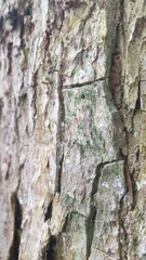 Chaenotheca gracilenta