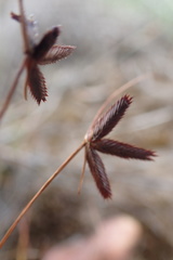 Cyperus rupestris