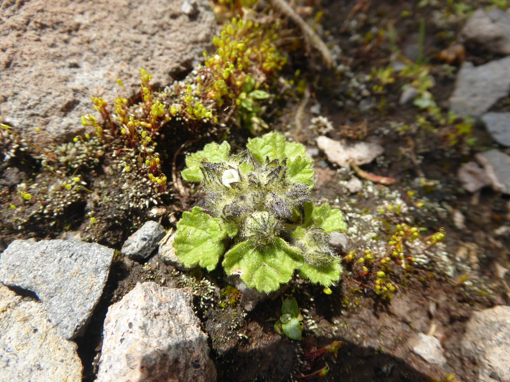Nototriche pusilla