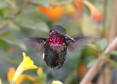 Chaetocercus astreans