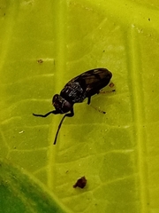 Discomyza