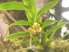Dichaea morrisii