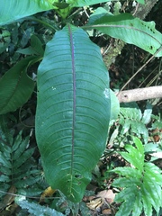 Palicourea elata