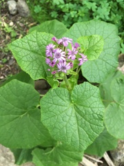 Pericallis webbii