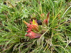 Castilleja pumila