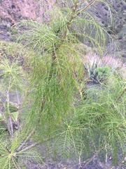 Sonchus leptocephalus