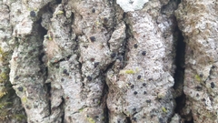 Bacidia polychroa