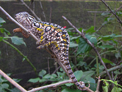 Furcifer lateralis
