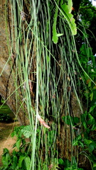 Acanthostachys strobilacea