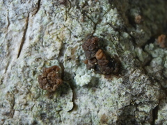 Bacidia polychroa