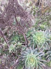 Aeonium percarneum