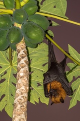 Pteropus seychellensis seychellensis