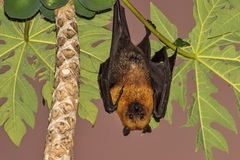 Pteropus seychellensis seychellensis