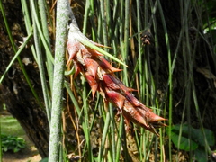 Acanthostachys strobilacea