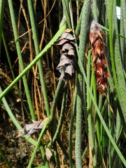 Acanthostachys strobilacea