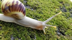 Amphidromus perversus