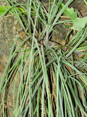 Acanthostachys strobilacea