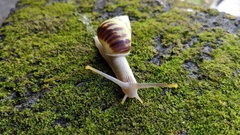 Amphidromus perversus