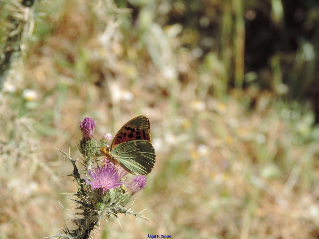 Argynnis