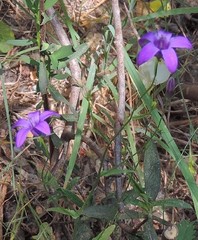 Campanula matritensis
