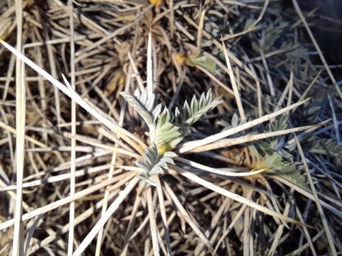 Astragalus chalaranthus