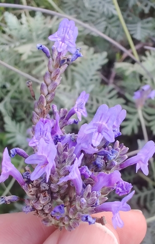 Lavandula buchii image