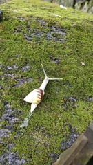 Amphidromus perversus