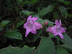 Ruellieae